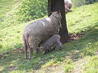 Mouton - Brebis et agneau (00)